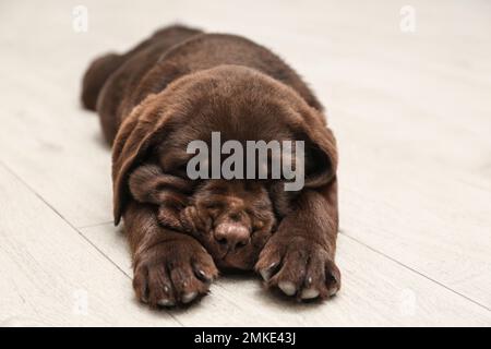 Mignon Labrador chiot dormant sur un sol en bois. Chien sympathique Banque D'Images