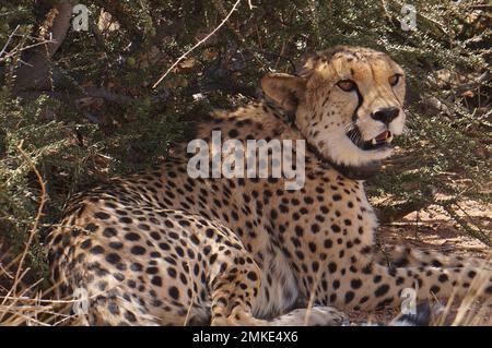 Cheetahs dans le dessert africain Banque D'Images