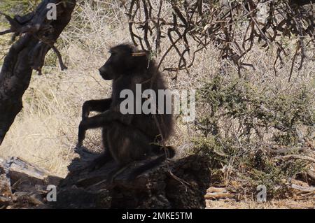 Springbok sur une savane africaine Banque D'Images