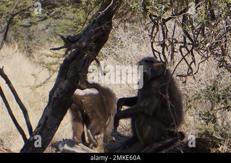 Springbok sur une savane africaine Banque D'Images