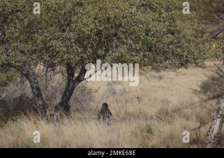 Springbok sur une savane africaine Banque D'Images