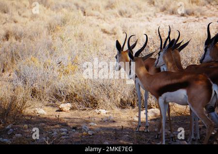 Springbok sur une savane africaine Banque D'Images