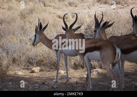 Springbok sur une savane africaine Banque D'Images