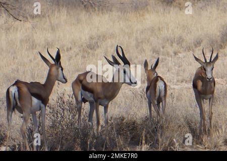 Springbok sur une savane africaine Banque D'Images