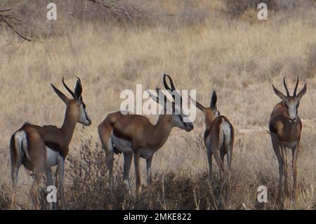 Springbok sur une savane africaine Banque D'Images