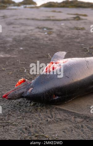 Dead Dolphin sur la plage. Animal de la mer morte, cadavre en décomposition. Banque D'Images