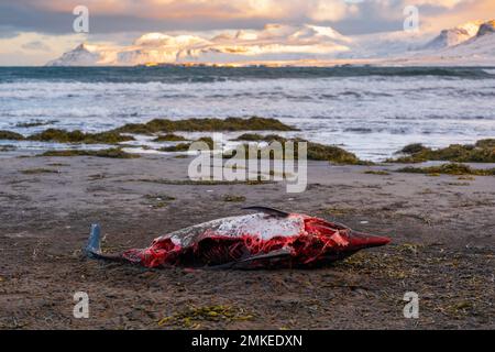 Dead Dolphin sur la pittoresque plage d'hiver au coucher du soleil, dans les Snowy Mountains et sur l'océan. Banque D'Images