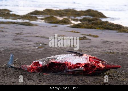 Dead Dolphin sur la plage. Animal de la mer morte, cadavre en décomposition. Banque D'Images