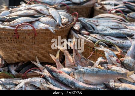 Chittagong, Chattogram, Bangladesh. 20th janvier 2023. La deuxième plus grande ville, Chittagong, possède le plus grand marché de gros de poissons marins et d'eau douce. Ce lieu est connu sous le nom de Chatdatagramme Fishery Ghat, qui a été créé il y a 200 ans. Il a été fondé par les Portugais. Ils ont créé ce marché quand les affaires étaient nécessaires à Chatdatagramme, et ils ont eu le droit de percevoir les droits de port. Le traditionnel Chatgram Fishery Ghat a deux endroits. L'emplacement du chapeau de pêche sur le chemin Iqbal, à Patharghata, a été changé pour un chapeau de pêche plus récent et plus grand à Lusai Kanya, à l'embouchure du Rajak Banque D'Images