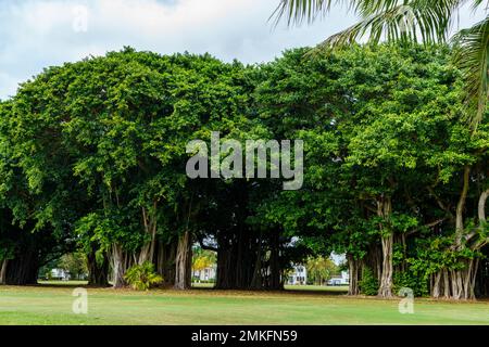 Scène nature au Granada Golf course Coral Gables Miami Florida Banque D'Images