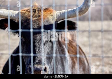 Une vache Criollo noire regardant à travers une clôture sur la gamme ouverte Banque D'Images