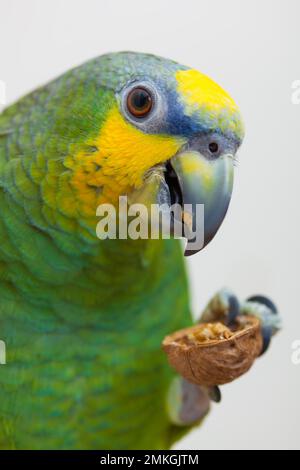 Perroquet vert amazonien en train de manger une noix de noix de gros plan Banque D'Images