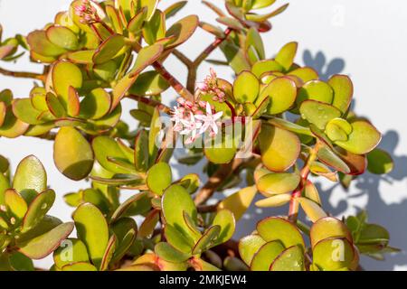 Crassula ovata plante succulente avec petites fleurs rose-blanc vue rapprochée Banque D'Images