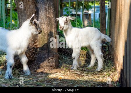 Deux petites chèvres dans la cour, regardant devant elles Banque D'Images