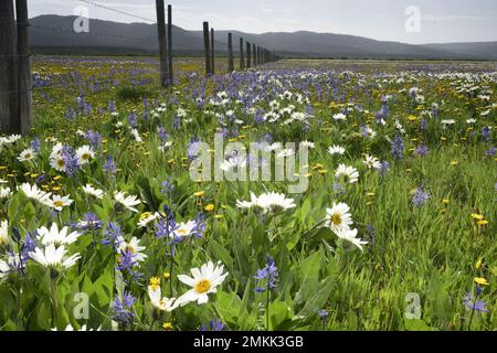 Des masses de fleurs sauvages ajoutent une beauté spéciale à Henrys Lake Flat, Island Park, Idaho, États-Unis Banque D'Images