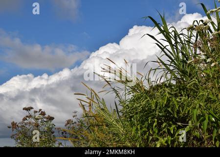 Le nuage blanc et le ciel bleu se rejoignent dans la brousse par temps ensoleillé Banque D'Images