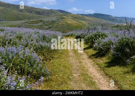Un sentier de randonnée au milieu de fleurs lupin. Le sentier va à la colline dans la distance. Banque D'Images