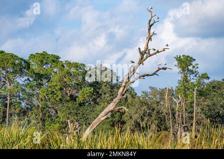 Les ibises blanches américaines adultes et juvéniles (Eudocimus albus) se rassemblent sur un arbre mort près des vergers d'agrumes à Showcase of Citrus à Clermont, en Floride. Banque D'Images