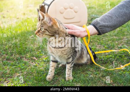 Marcher un chat domestique avec le propriétaire sur un harnais jaune. Le chat mécontent tabby est sorti du sac de transport de l'extérieur, se cache dans l'herbe verte, caut Banque D'Images