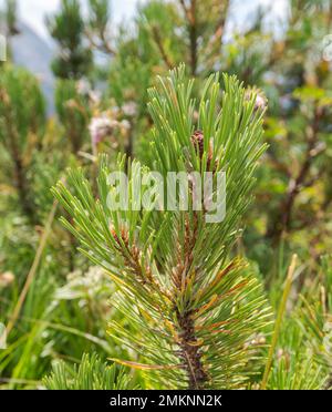 Détail des feuilles et des branches du pin de montagne Dwarf, Pinus mugo. Photo prise dans les Alpes bavaroises, dans le Land de Bavière de Berchtesgadener en Allemagne. Banque D'Images