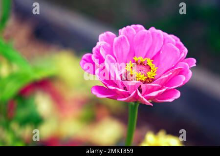 Cynia est élégant dans le jardin de la maison. Cinnia violet élégant connu sous le nom de zinnia vulgaris, une plante annuelle dans le jardin. Banque D'Images