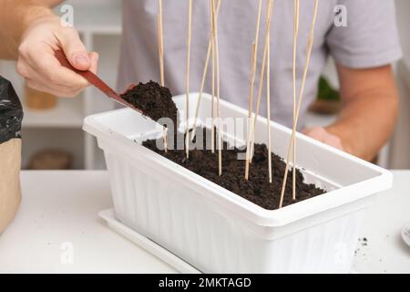 L'homme remplit le sol, couvrant les pousses de pois plantées. Préparation des semis dans la boîte de balcon. Culture de micro-légumes, petits pois à la maison dans un appartement. Banque D'Images