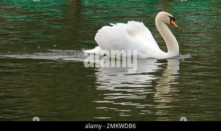 Muet cygne (Cygnus olor) avec des plumes surélevées et glisse vers des mâles rivaux avec l'attitude au printemps. Banque D'Images