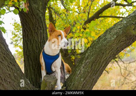 Portrait d'un chien basenji mûr debout sur une branche de poire sauvage et regardant autour Banque D'Images