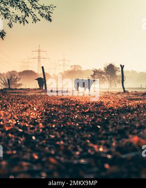 Lever du soleil sur les Highlands : une vache des Highlands sur un pré Foggy Banque D'Images