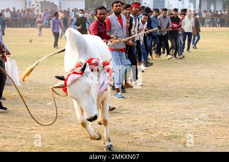 Nawabgonj, Dhaka, Bangladesh. 29th janvier 2023. Les habitants de la région participent à un match de chasse à la vache à Nawabganj, à Dhaka. La chasse à la vache est un sport traditionnel dans de nombreux villages du Bangladesh. Ici beaucoup de gens nouent une grande corde autour du cou du taureau et le garder ensemble et excite le taureau par des bâtons, le tissu rouge et des craquelins éclatés. Les gens des deux côtés ont chassé la vache en criant. Au milieu du champ, les gens lâchez la corde et commencèrent à courir après la vache. . Crédit : ZUMA Press, Inc./Alay Live News Banque D'Images