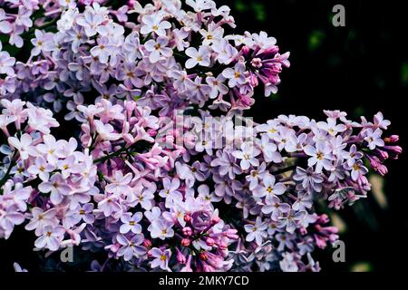 Tendre ressort rose chaud branche lilas violet gros plan Banque D'Images