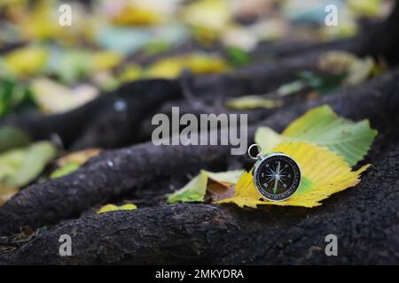 Gros plan sur les feuilles d'automne en chute libre avec un rétroéclairage éclatant du soleil couchant Banque D'Images