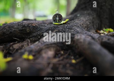 Gros plan sur les feuilles d'automne en chute libre avec un rétroéclairage éclatant du soleil couchant Banque D'Images