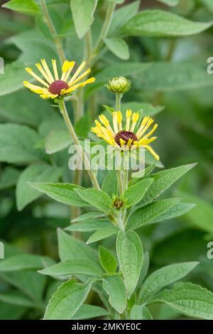 Rudbeckia subtomentosa Little Henry, vivace, fleurs, étroit, ressemblant à une douille, fleurs jaunes, cône central brun chocolat foncé Banque D'Images