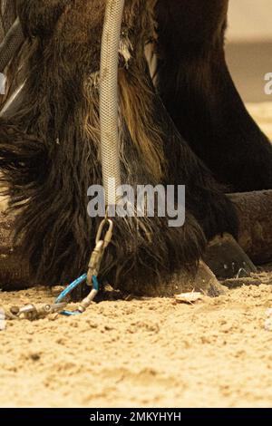 Wok à cheval en bois Banque D'Images