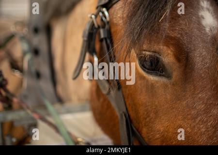 Wok à cheval en bois Banque D'Images