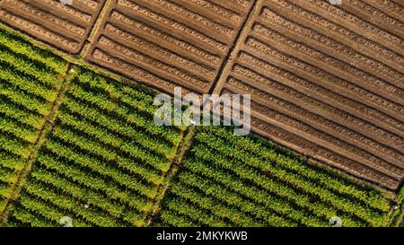 Vue aérienne de la configuration des rangées de sillons dans un champ labouré préparé pour la plantation de cultures au printemps et de rangées de plantes poussant dans de vastes champs avec fertile foncé Banque D'Images