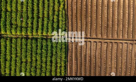 Vue aérienne de la configuration des rangées de sillons dans un champ labouré préparé pour la plantation de cultures au printemps et de rangées de plantes poussant dans de vastes champs avec fertile foncé Banque D'Images