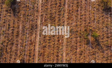 Vue aérienne des plantations d'eucalyptus récoltés pour l'abattage du bois. Vue de dessus de la forêt d'eucalyptus en Thaïlande. Banque D'Images