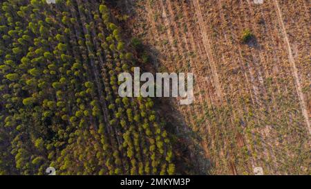 Vue aérienne des plantations d'eucalyptus récoltés pour l'abattage du bois. Vue de dessus de la forêt d'eucalyptus en Thaïlande. Banque D'Images
