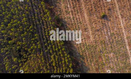 Vue aérienne des plantations d'eucalyptus récoltés pour l'abattage du bois. Vue de dessus de la forêt d'eucalyptus en Thaïlande. Banque D'Images