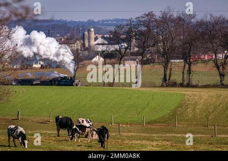 Une vue d'un train de passagers antique approchant avec un troupeau de vaches regardant, un jour d'automne Banque D'Images