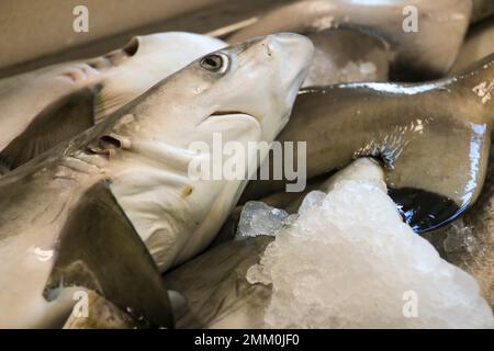 Le marché aux poissons de Ras Al Khaimah (RAK) (historiquement Jullfar) est la plus grande ville et capitale de l'émirat de Ras Al Khaimah, Émirats arabes Unis. Banque D'Images