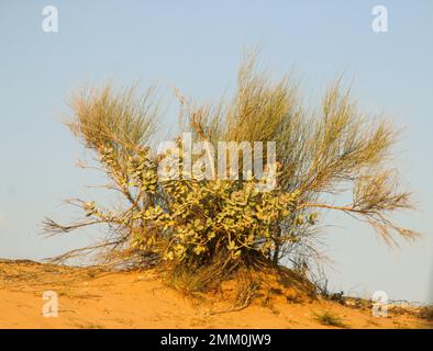 Paysages désertiques et excursions aux Émirats arabes Unis. Banque D'Images