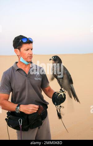 Faucons dans la Réserve de conservation du désert de Dubaï, Dubaï, Émirats arabes Unis, Banque D'Images