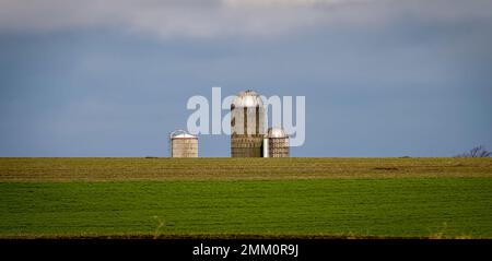 Vue sur Une ferme de Silo avec de grandes tiges de maïs dans le champ de l'avant-sol lors d'une Sunny journée d'été Banque D'Images