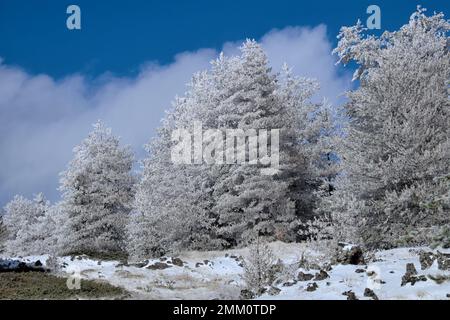 Gel sur les arbres d'hiver Pinus Nigra Laricio en Sicile, Parc national de l'Etna, Italie Banque D'Images