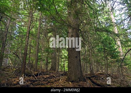 Forêt de pruches de l'Ouest mature au printemps. Purcell Mountains, nord-ouest du Montana. (Photo de Randy Beacham) Banque D'Images