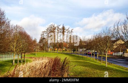 Dundee, Tayside, Écosse, Royaume-Uni. 29th janvier 2023. Météo au Royaume-Uni : après un début de journée frais et nuageux, l'Écosse du Nord-est bénéficie d'un soleil doux de janvier avec des températures autour de 9°C. Vue sur le village d'Ardler à Dundee photographiée sous le beau soleil d'hiver. Il y a beaucoup d'espace ouvert dans et autour du village, complété par de nouveaux paysages innovants qui incluent des prairies urbaines durables, des zones boisées et des magasins. Crédit : Dundee Photographics/Alamy Live News Banque D'Images