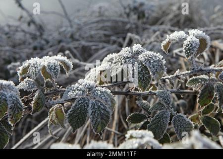 Le gel s'est installé sur des billes de mûre à feuilles d'orme. Banque D'Images